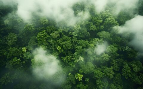 Green jungle backgrounds vegetation outdoors.